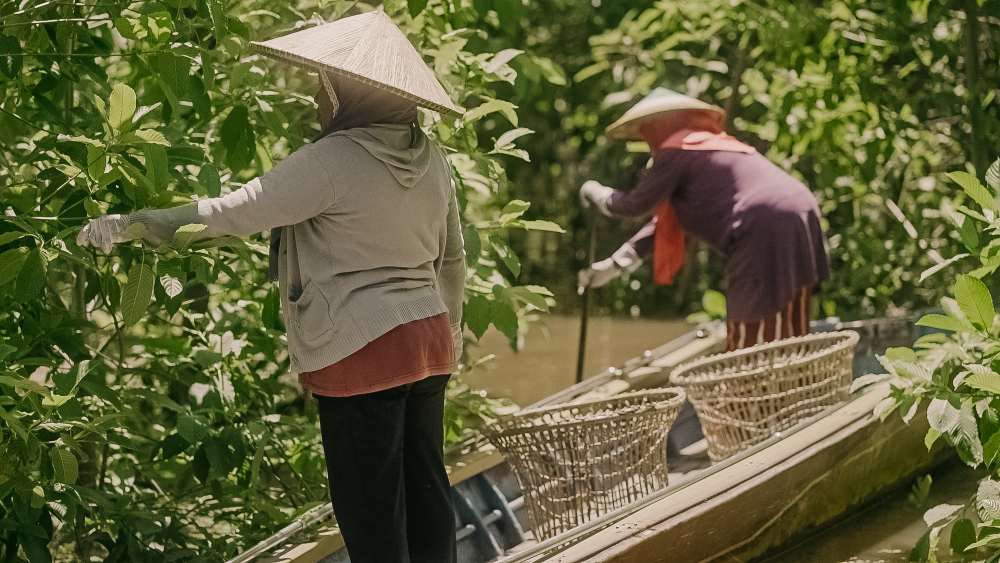 jonkgong sběr a sušení kratomových listů 